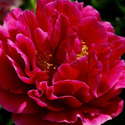 (Pioen) Paeonia Old Faithfull