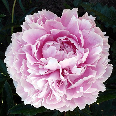 (Pioen) Paeonia Lady Alexandra Duff