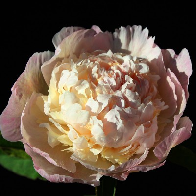 (Pioen) Paeonia Raspberry Sundae