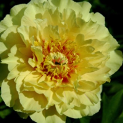 (Pioen) Paeonia Garden Treasure