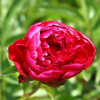 (Pioen) Paeonia Adolphe Rousseau