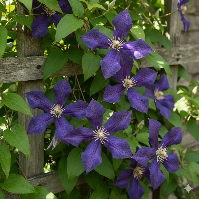 (Clematis) Clematis Polish Spirit