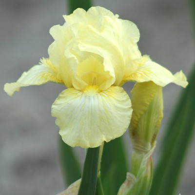 (Lis) Iris Germanica Maui Moonlight