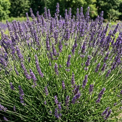 (Lavendel) Lavandula Grosso