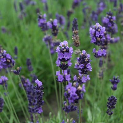 (Lavendel) Lavandula Hidcote