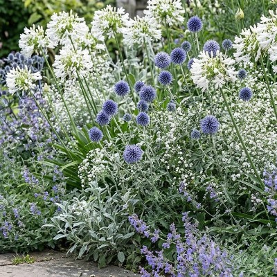 Blue Elegance Pakket