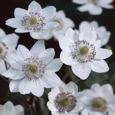 (Anemoon) Anemone Anemone leveillei