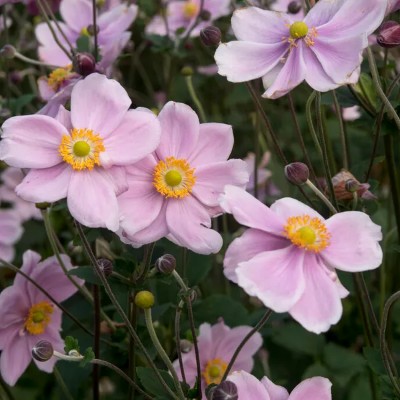 (Anemoon) Anemone Anemone hybrida 'Loreley'