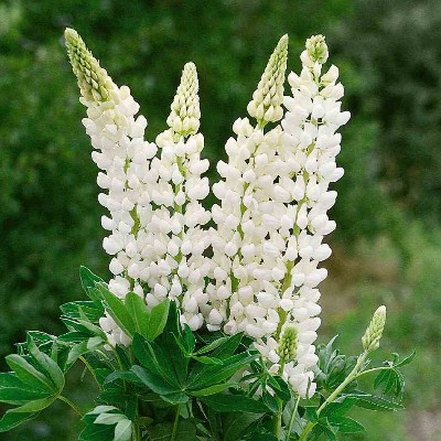 (Lupine) Lupinus Noblemaiden