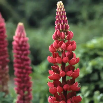 (Lupine) Lupinus My Castle