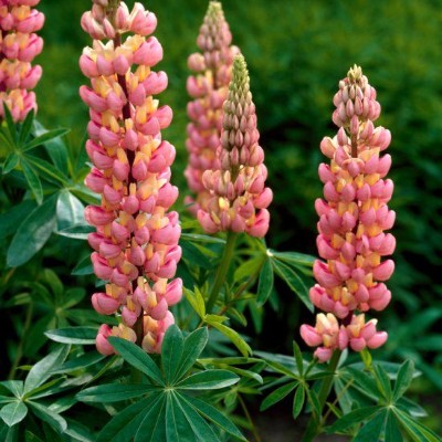 (Lupine) Lupinus The Chatelaine