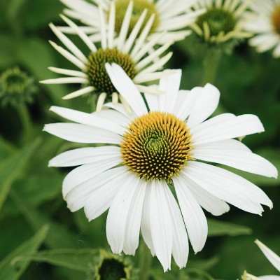 (Zonnehoed) Echinacea White Swan