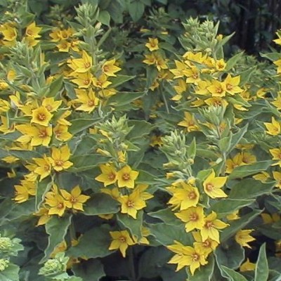 (Wederik) Lysimachia punctata