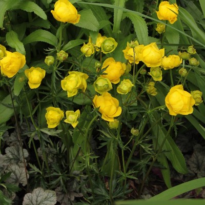 (Kogelbloem) Trollius europaeus