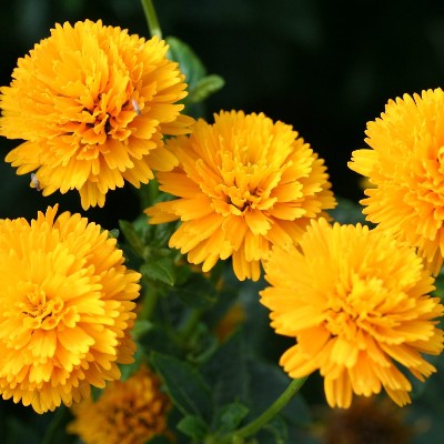 (Zonneoog) Heliopsis Asahi