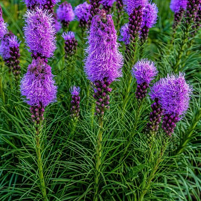 (Lampenpoetser) Liatris spicata