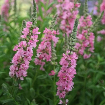 (Kattenstaart) Lythrum salicaria 'Blush'