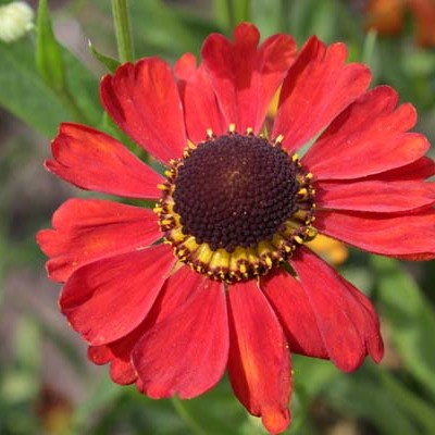 (Zonnekruid) Helenium Meranti