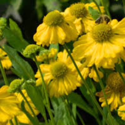 (Zonnekruid) Helenium Kanaria