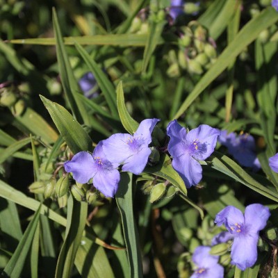 (Eendagsbloem) Tradescantia (A) 'Charlotte'