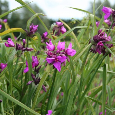(Eendagsbloem) Tradescantia (A) 'Red Grape'