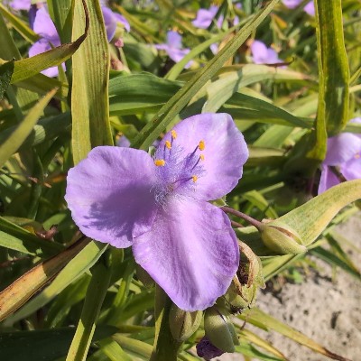 (Eendagsbloem) Tradescantia (A) 'Pink Chablis'