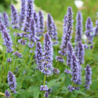 (Dropplant) Agastache Blue Fortune