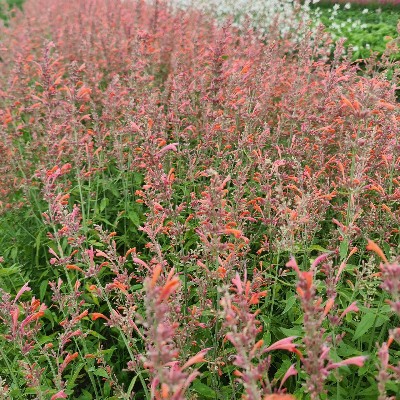 (Dropplant) Agastache Fleur