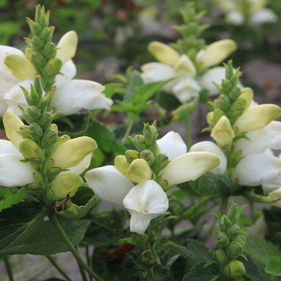 (Schildpadbloem) Chelone obliqua 'Alba'