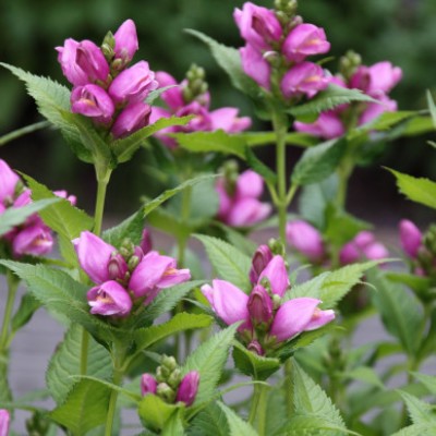 (Schildpadbloem) Chelone obliqua