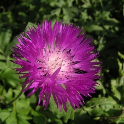 (Korenbloem) Centaurea dealbata