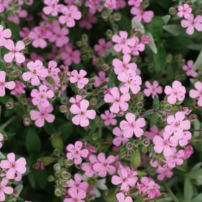 (Zeepkruid) Saponaria ocymoides