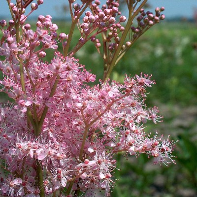 (Moerasspirea) Filipendula rubra 'Venusta'