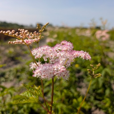 (Moerasspirea) Filipendula purpurea 'Elegans'