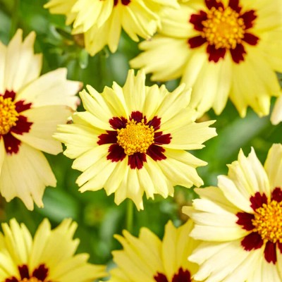 (Meisjesogen) Coreopsis Solar Moon