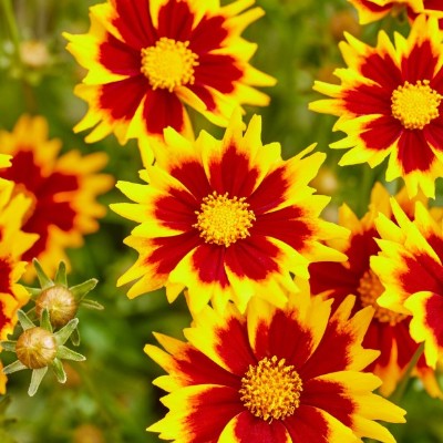 (Meisjesogen) Coreopsis Solar Jewel