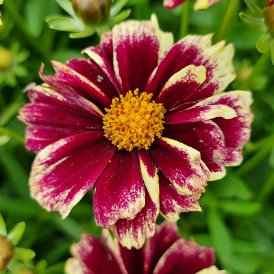 (Meisjesogen) Coreopsis Solar Fancy