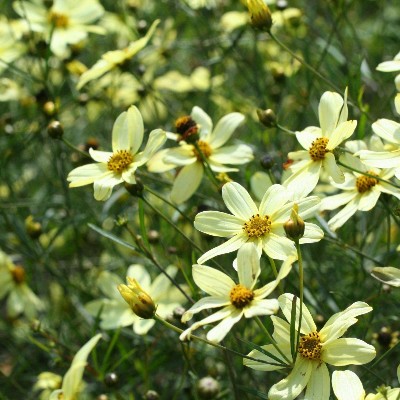 (Meisjesogen) Coreopsis verticillata 'Moonbeam'