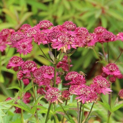 (Zeeuws Knoopje) Astrantia major 'Primadonna'