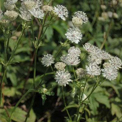 (Zeeuws Knoopje) Astrantia major 'Shaggy'