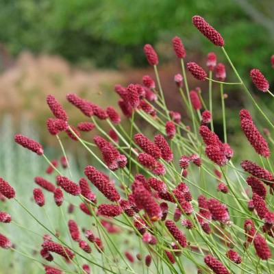 (Pimpernel) Sanguisorba officinalis 'Red Sunset'