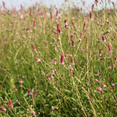 (Pimpernel) Sanguisorba officinalis 'Pink Tanna'
