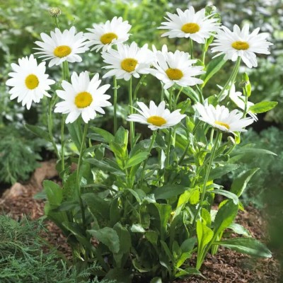 (Margriet) Leucanthemum superbum 'Becky'