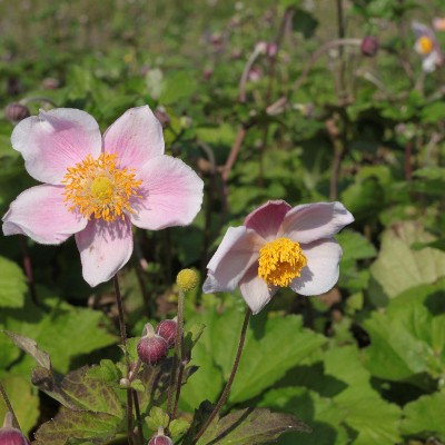 (Anemoon) Anemone hupehensis 'September Charm'