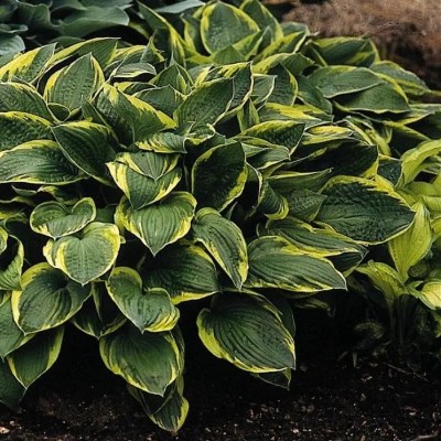 (Hartlelie) Hosta Aureomarginata