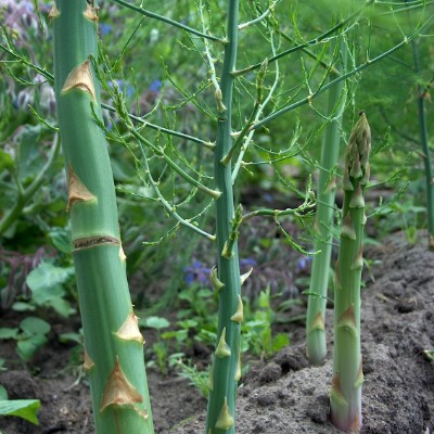 Eetbaar (Asperge) Asparagus Gijnlim