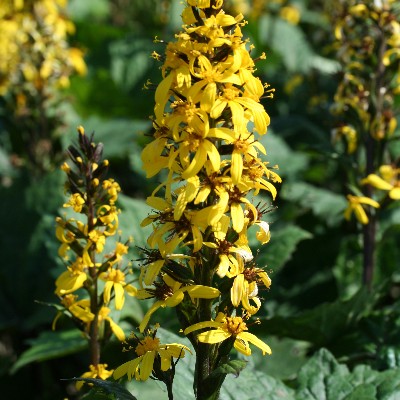 (Kruiskruid) Ligularia The Rocket
