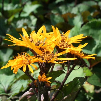(Kruiskruid) Ligularia Little Golden Ray