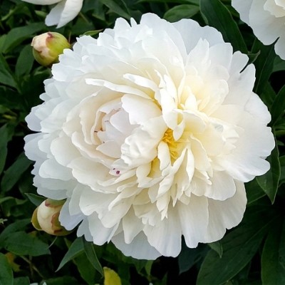 (Pioen) Paeonia Marie la Reve