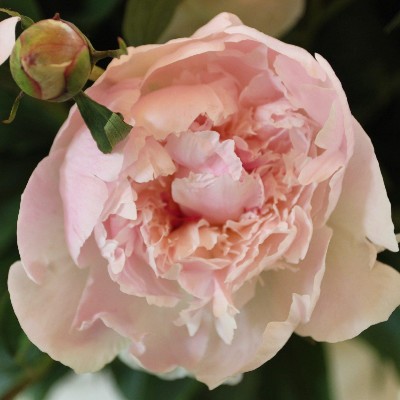 (Pioen) Paeonia Alertie